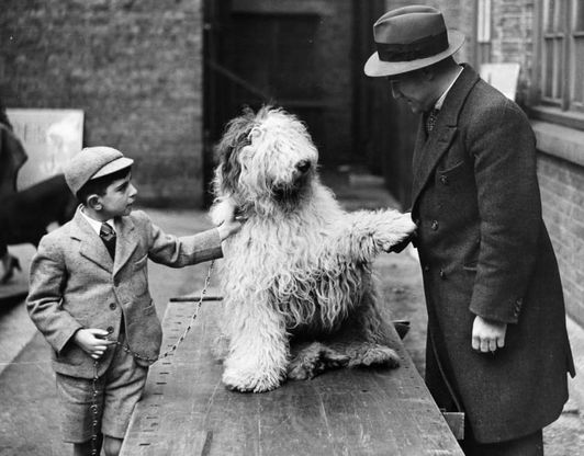Veterinari, i migliori amici degli animali: le foto d'epoca
