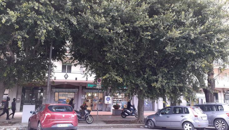 Via Ammiraglio Rizzo, la "giungla" degli alberi non potati