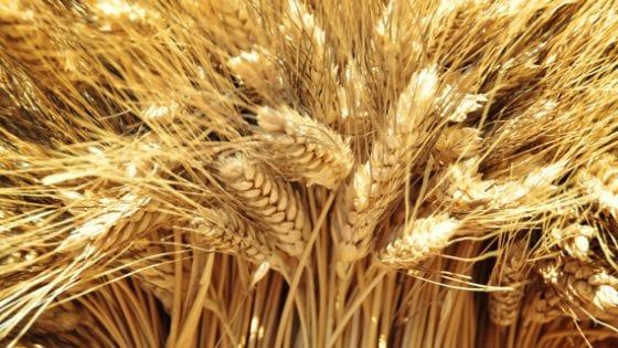 Grani antichi (e moderni): come ai tempi dei romani è la Sicilia la casa di Cerere 
