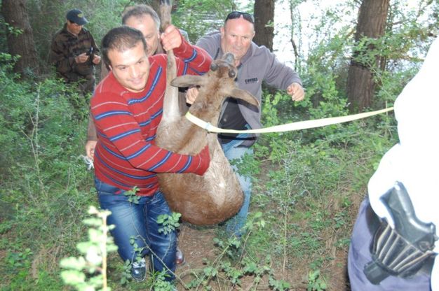 Ragusa, salvato daino ferito caduto nella diga