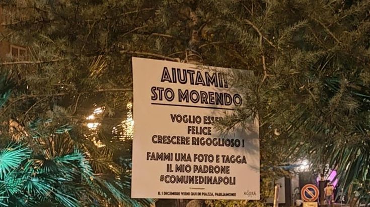 Napoli, l’albero della discordia al centro storico: il quartiere si mobilita per il cedro del Libano