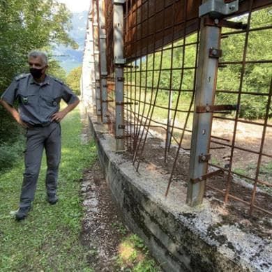 L'irriducibile orso M49 rompe la rete e torna libero