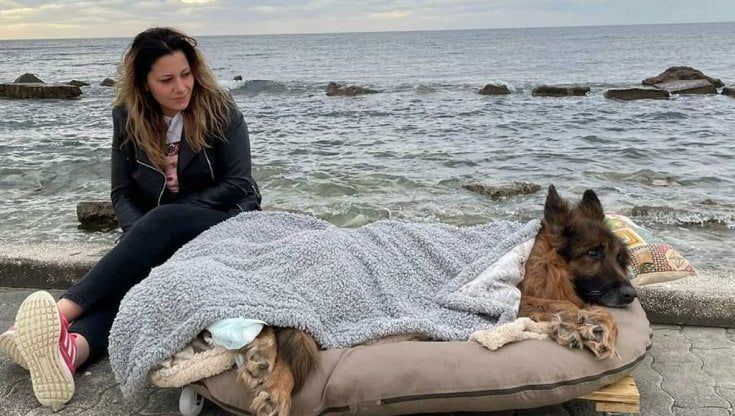  L’ultimo saluto ad Heart, il pastore tedesco abbandonato che è morto dopo aver visto il mare di Puglia