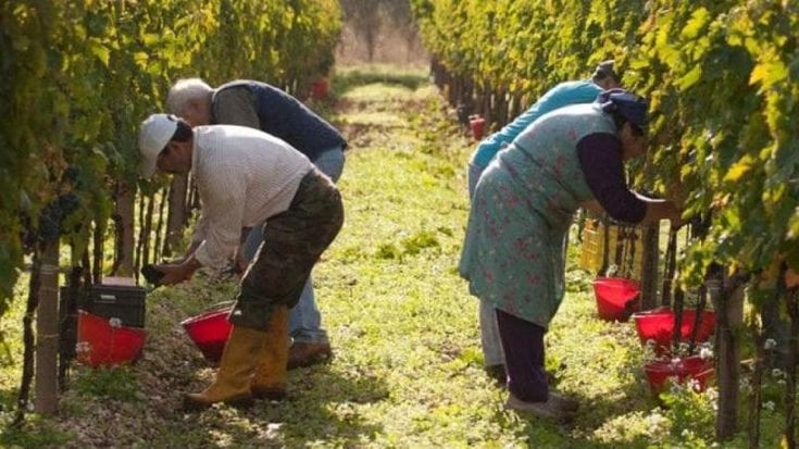 Il caporalato nelle Langhe, un business da 40 milioni di euro