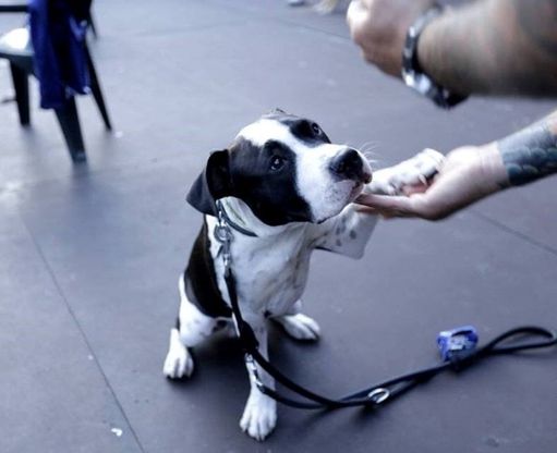 Roma, al Gay Village manifestazione contro l'abbandono dei cani