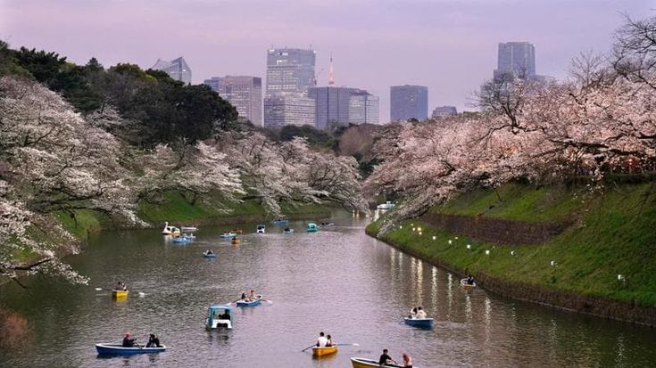 Tokyo, tempo di hanami: la fioritura dei ciliegi è al top