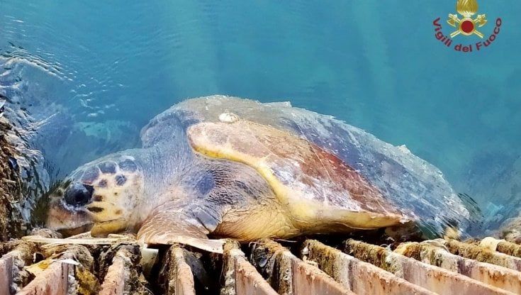 Brindisi, tartaruga resta intrappolata nelle vasche del Petrolchimico: è salva