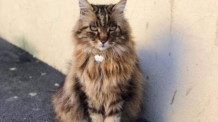 Una targa per ricordare Gatto Biagio, la mascotte di Sesto Fiorentino