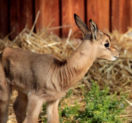 Torino, nasce al bioparco un cucciolo di gazzella di Mohrr, quasi estinta