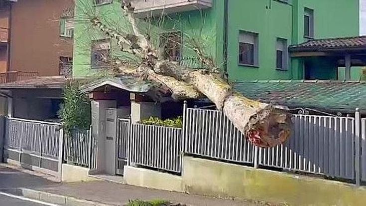 Como, il vento forte sradica un grosso albero: il tronco si abbatte sull’ingresso di una palazzina