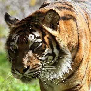 India, nel 2014 morte 64 tigri nelle riserve