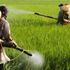 Pesticidi, un’epidemia invisibile: quasi un agricoltore su due ne viene avvelenato ogni anno
