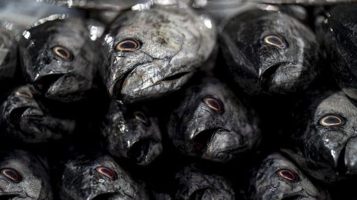 Da scarto a risorsa: Bythos, il progetto di economia circolare per estrarre molecole bioattive dai residui del pesce