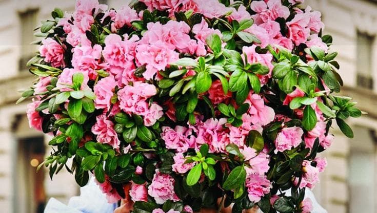 Festa della mamma, Airc e l’azalea per sostenere la ricerca sui tumori che colpiscono le donne