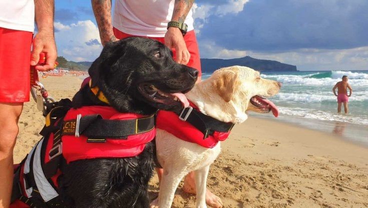 Il grande cuore dei Labrador: "Emozione, paura e coraggio, così i nostri cani hanno salvato decine di vite" 