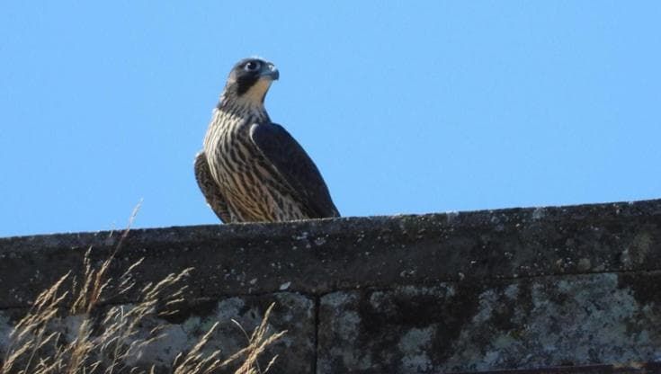 Ecco Greta: al Maschio Angioino di Napoli è nato un falco pellegrino