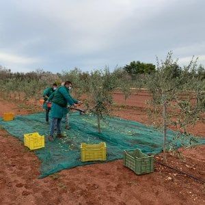 Olio: al via la raccolta 2020. Crolla la produzione, ma qualità eccellente
