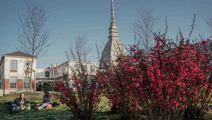 Primavera di colori a Torino, la magia delle fioriture precoci