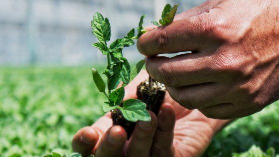 Quanto beve Il pomodoro! “Ma con noi basta sprechi”  