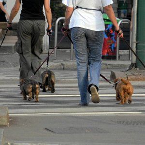Livorno, la prova del Dna sugli escrementi dei cani per multare i padroni
