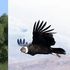 Il volo planato è il modo di spostamento meno dispendioso in natura