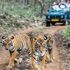 Fauna a rischio overtourism, l’India vieta gli smartphone durante i safari
