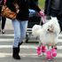 Torna il Crufts Dog Show, la più grande mostra canina del mondo 