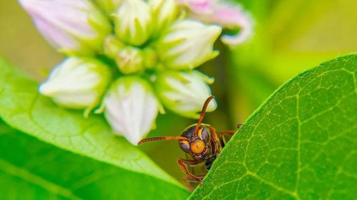 Climate change threatens Italy’s food heritage. Samurai wasps may help save it