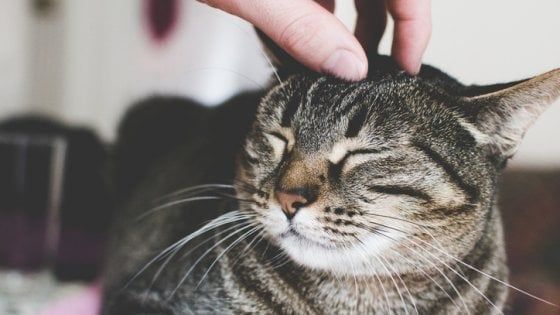 Pordenone, anziana muore e il suo gatto eredita 30 mila euro