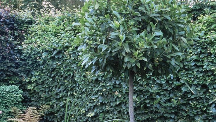 Il boom degli alberi gratuiti della Regione: tutti vogliono allori e noccioli