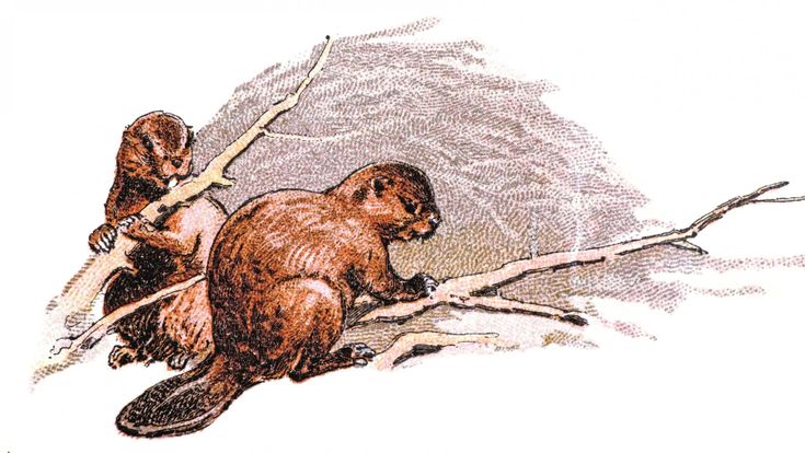 Il senso del castoro per l’ambiente 