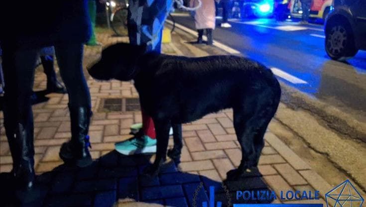 Porta fuori il cane e viene travolto da un’auto: Gianluca Villa, 46 anni, muore nell’Imolese