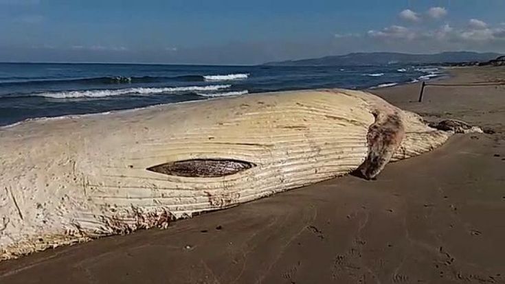 Sardegna, balena di 17 metri trovata morta sulla spiaggia 
