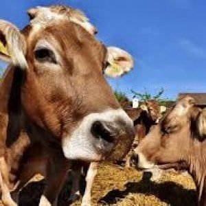 Mucche al pascolo in corso Regina, erano scappate da una cascina