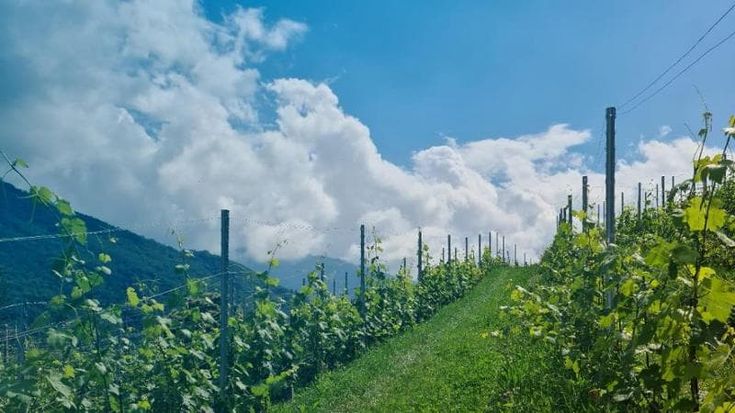 La vigna diventa digitale: Torino vara la piattaforma per difendersi dal meteo
