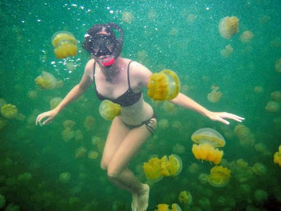 Micronesia, un tuffo tra migliaia di meduse d’oro: sono innocue