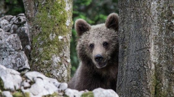 Orso M49 avvistato in Trentino, ha distrutto la finestra di una baita