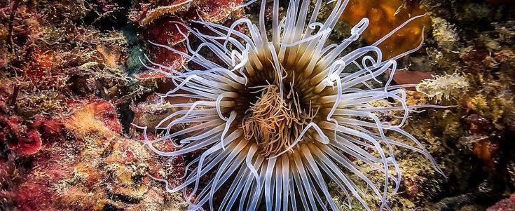 Sembrano i Caraibi invece è il mare della Liguria