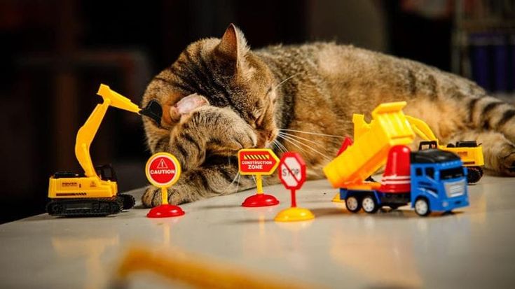 Umarell nei cantieri o in ferie, gatti in posa nel calendario 2026 per l’oasi felina di Ozzano