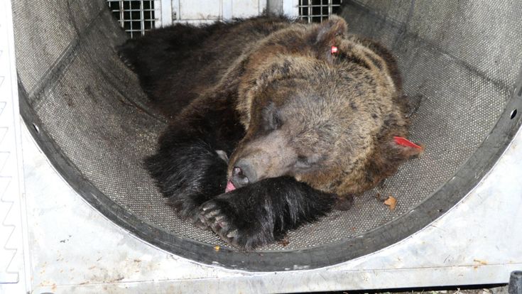 M49 e gli altri, gli animalisti contro il recinto-prigione degli orsi