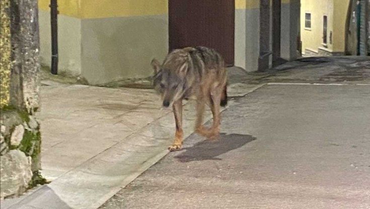 Lupo avvistato nel casertano mentre passeggia tra le case. I video diventano virali