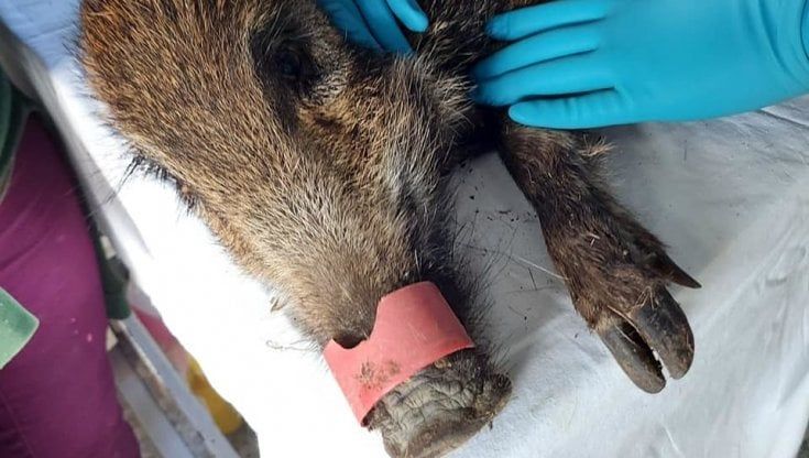 Tubo di plastica incastrato nel muso: cinghiale salvato dai soccorritori