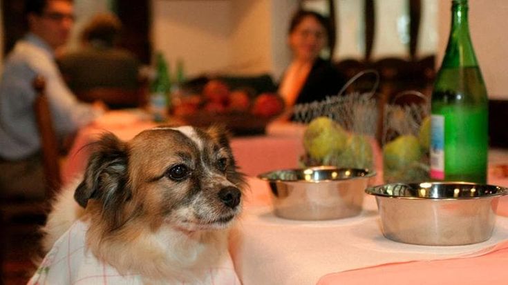 Quando lo chef fa piatti da cani e se ne vanta
