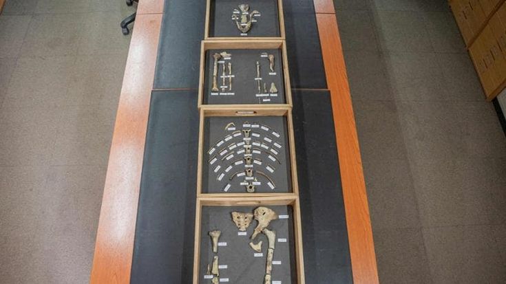 I 50 anni di Lucy, la piccola madre della storia umana