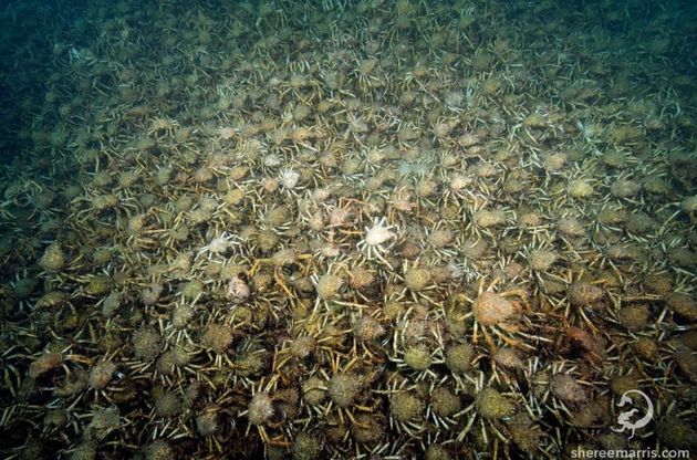 Australia, l'invasione dei granchi giganti