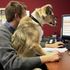 Negli uffici dell'assessorato regionale Ambiente porte aperte ai cani ma non ai figli dei dipendenti