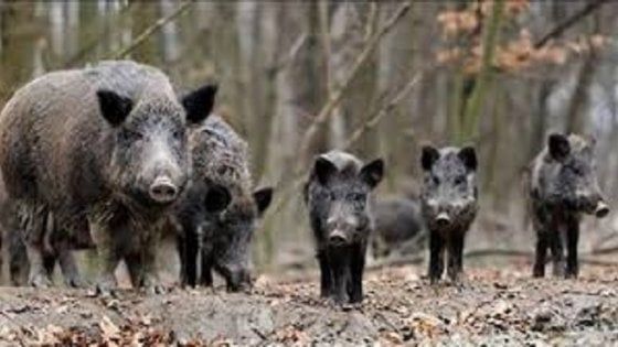 Allarme cinghiali nel Salernitano, la Cia chiede interventi