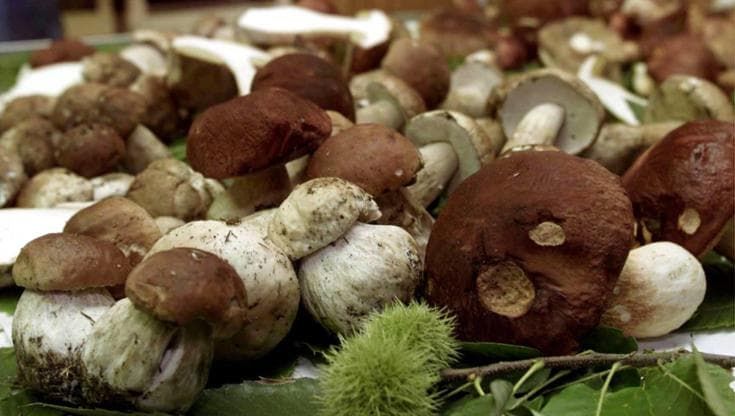 Moggiona: a Ferragosto torna la Festa del fungo porcino per “salvare” il borgo del Casentino