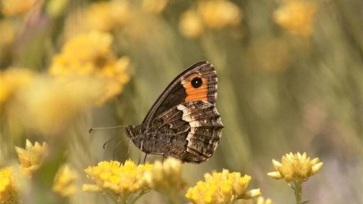 I cittadini scienziati segnalano le farfalle che parevano estinte