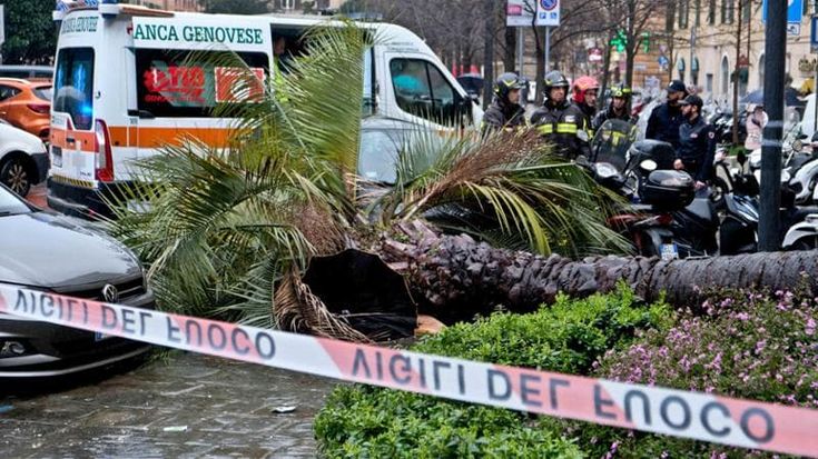 Morì dopo il crollo di una palma,Aster: “Non solo noi competenti”